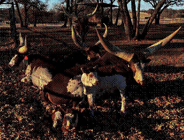 A pack of bulls in autumn nature standing as if their posing for an indie rock band photo