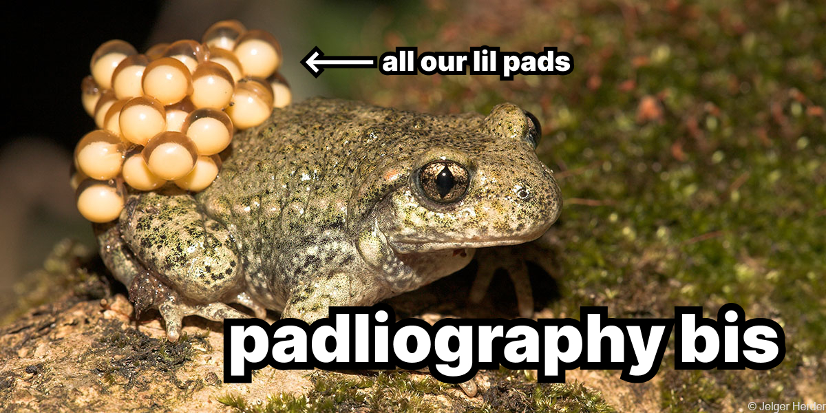 a tadpole but with pad